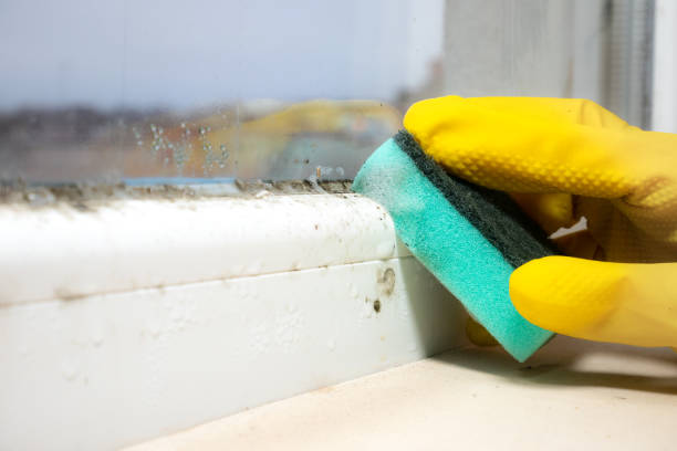 Best Emergency Mold Remediation in Barnesville, OH