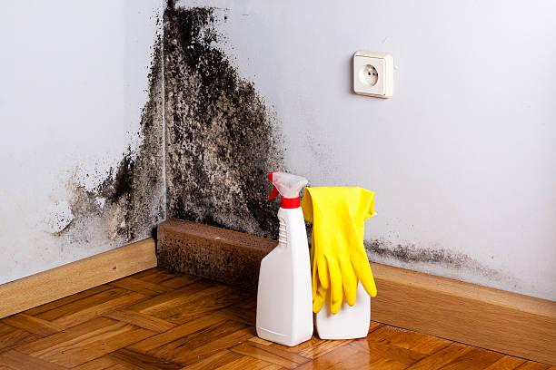 Best Residential Mold Remediation in Barnesville, OH