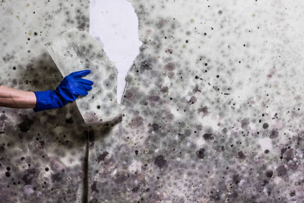 Best Post-Flood Mold Remediation in Barnesville, OH