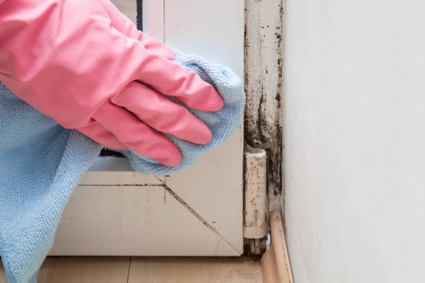 Best Kitchen Mold Remediation in Barnesville, OH