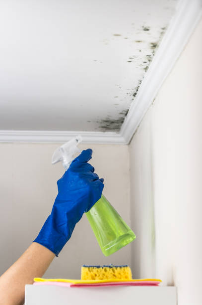 Best Attic Mold Remediation in Barnesville, OH